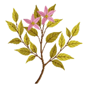 Illustration of Abelia 'Kaleidoscope'