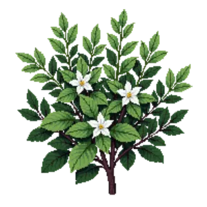 Illustration of Abelia 'Rose Creek'