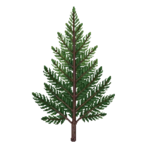 Illustration of Dwarf Balsam Fir