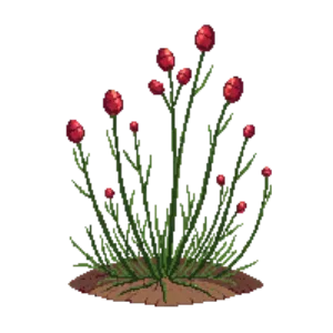 Illustration of New Zealand Burr 'Kupferteppich'