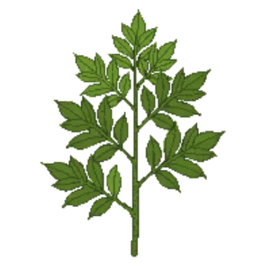 Illustration of Vine Maple