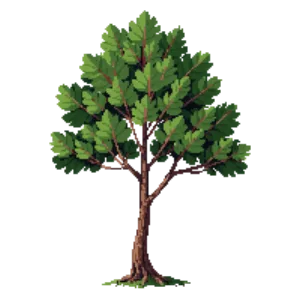 Illustration of Paperbark Maple