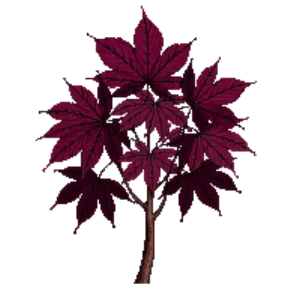 Illustration of Japanese Maple 'Bloodgood'