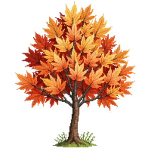 Illustration of Coral-bark Maple