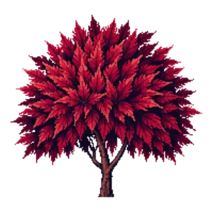Illustration of Lace-leaf Maple