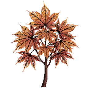 Illustration of Seiryu Japanese Maple