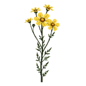 Illustration of Yarrow 'Cloth of Gold'