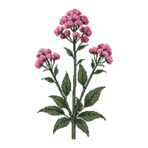Illustration of Yarrow 'Cerise Queen'