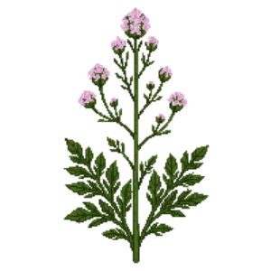Illustration of Common Yarrow