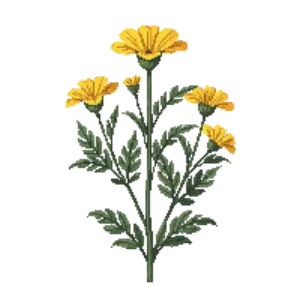 Illustration of Yarrow 'Moonshine'