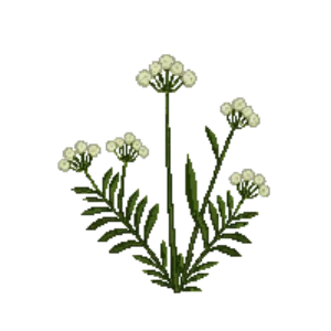 Illustration of Sneezewort 'The Pearl'