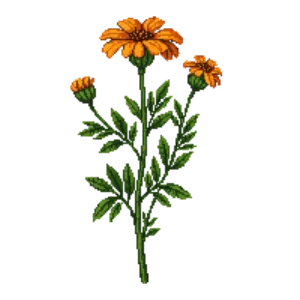 Illustration of Yarrow 'Terracotta'