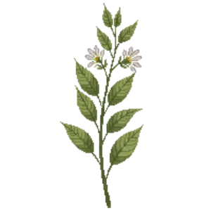 Illustration of Vanilla Leaf