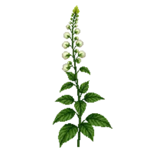Illustration of White Baneberry