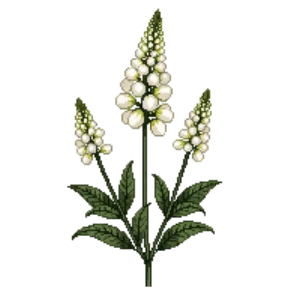Illustration of Black Cohosh