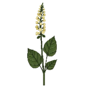 Illustration of Bugbane 'Black Negligee'
