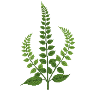 Illustration of Western Maidenhair Fern