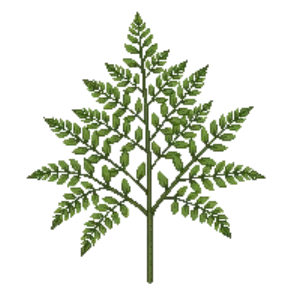 Illustration of Northern Maidenhair Fern