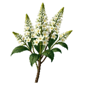 Illustration of Bottlebrush Buckeye