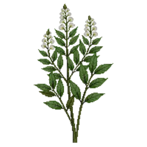 Illustration of Florida Leucothoe