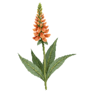 Illustration of Orange Hummingbird Mint