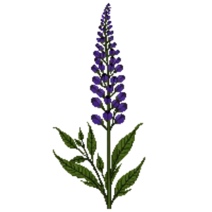 Illustration of Hyssop 'Blackadder'