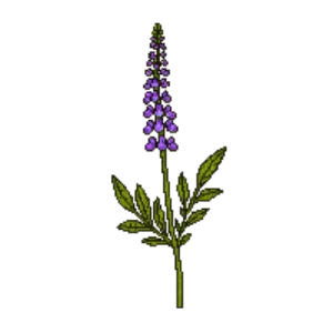 Illustration of Anise Hyssop