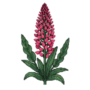 Illustration of Hyssop 'Kudos Coral'