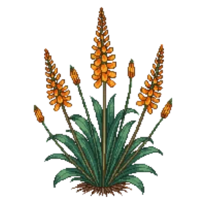 Illustration of Hyssop 'Kudos Mandarin'