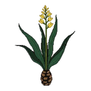 Illustration of Century Plant