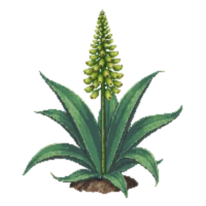 Illustration of Whale's Tongue Agave
