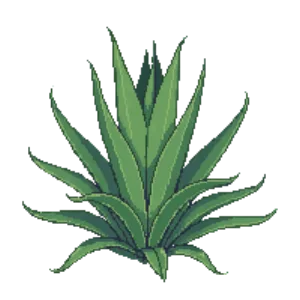 Illustration of Parry's Agave