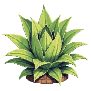 Illustration of Queen Victoria Agave