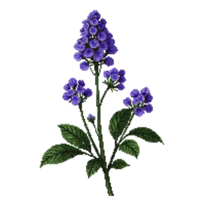 Illustration of Floss Flower