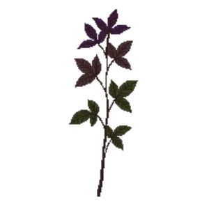 Illustration of Chocolate Vine