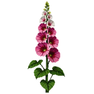 Illustration of Hollyhock