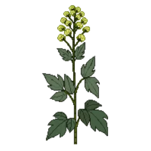 Illustration of Lady's Mantle