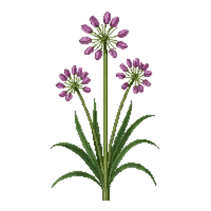 Illustration of Narrowleaf Onion