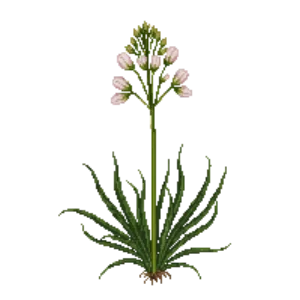 Illustration of Wild Garlic