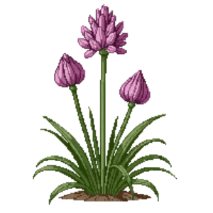 Illustration of Nodding Onion
