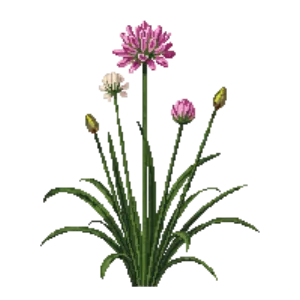 Illustration of Drummond's Onion