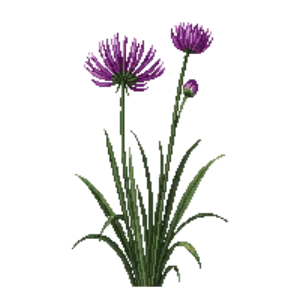 Illustration of Ornamental Onion 'Millenium'