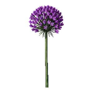 Illustration of Allium 'Purple Sensation'