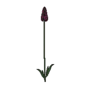 Illustration of Drumstick Allium