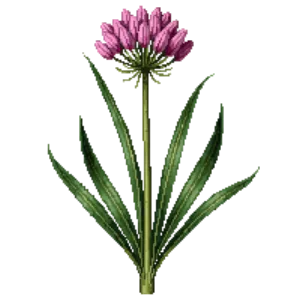 Illustration of One-leaf Onion
