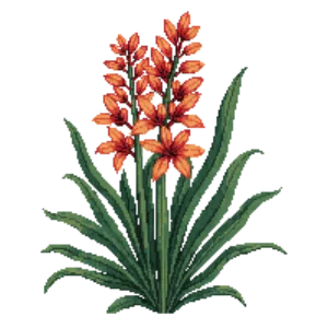 Illustration of Coral Aloe
