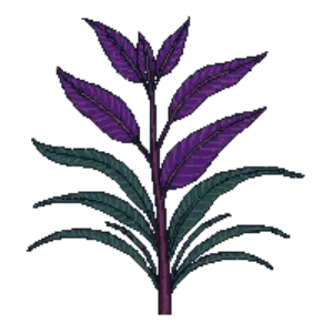 Illustration of Alternanthera 'Purple Knight'