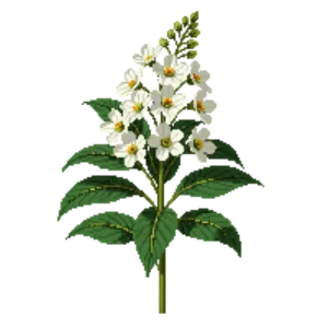 Illustration of Shadblow Serviceberry
