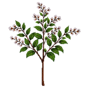 Illustration of Snowy Mespilus
