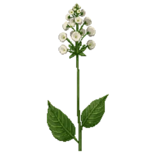 Illustration of Bishop's flower